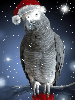 merry christmas parrot