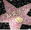 alicia pink star