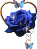 Blue Butterfly Rose