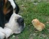 dog and chick playing