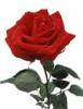 pretty red rose