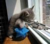 kitty with machine gun