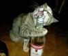 kitty trying to drink beer
