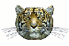 Tiger tell you yes
