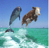 Flying cow!
