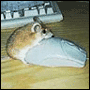 Mouse on Mouse