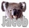 Jacob - Koala