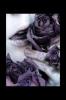 purple rose 
