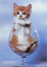 kitten in a brandy glass