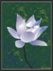 lotus flower with green background