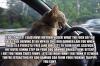 Cat behind Wheel