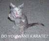 Karate cat