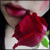 Changing Roses