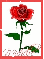 michelle rose graphic