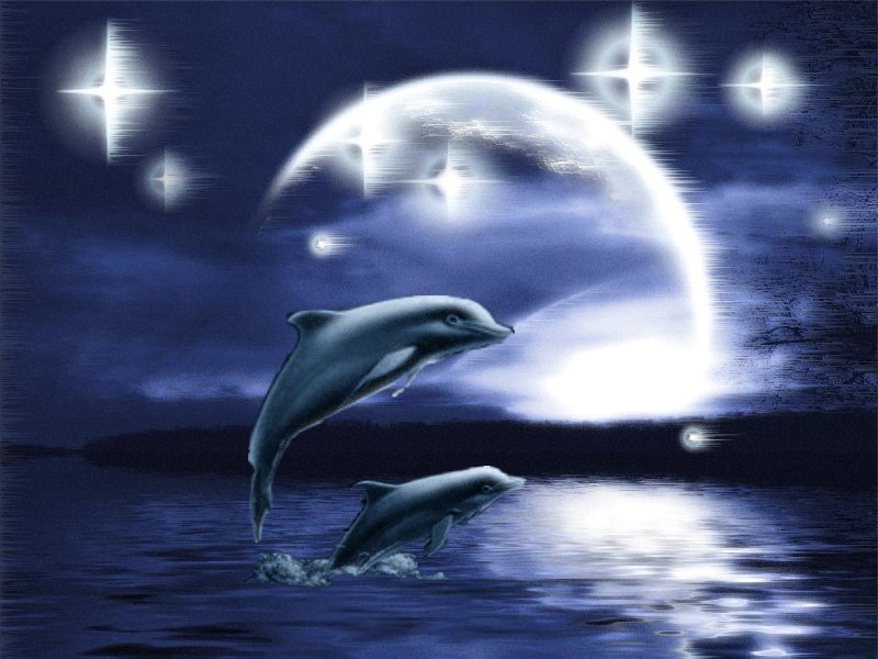 Луна дельфины слушать. Спокойной ночи с дельфинами. Доброй ночи с дельфинами. Спокойной ночи дельфины. Дельфины ночью.