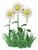 daisies moving