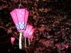 Cherry Blossom Lanterns