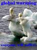 global warming polar bears