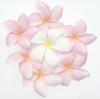 plumeria crown