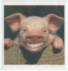 Smiley Pig