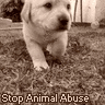 stop animal abuse