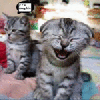 lauging cat