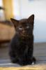 black cute cat