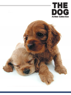 cute dog