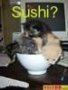 sushi kitty