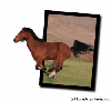 Horse Running out of Frame