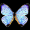 morpho pearl butterfly