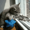 sniper cat