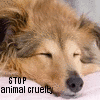 stop animal crulty