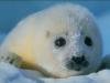 Cute Little Seals